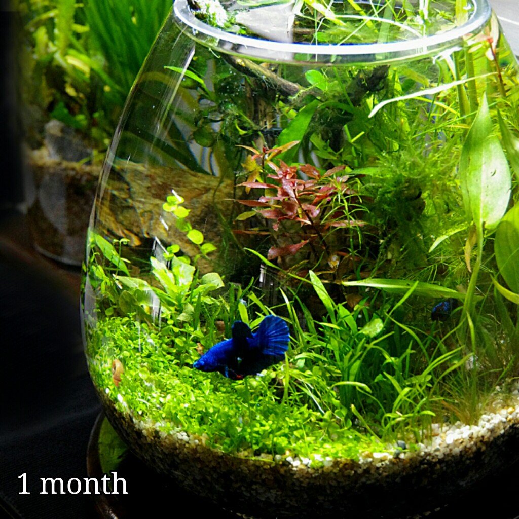 ADA Do!Aqua プラントグラス オーバル17 【廃盤】