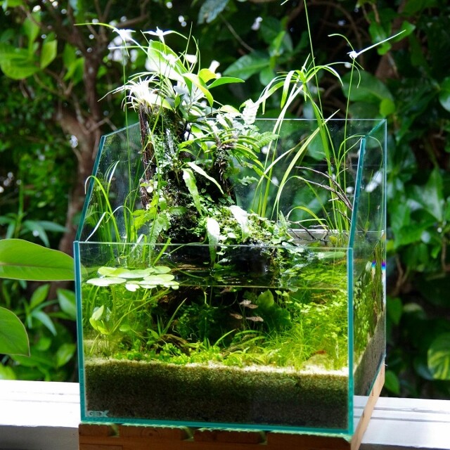 水回るアクアリウムのススメ 〜水槽に川を創る “Riverium” 〜 : SONO