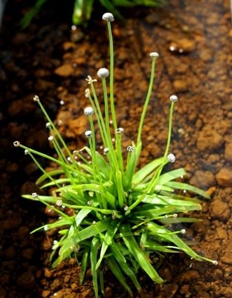 Eriocaulon.sp.parkeri ホシクサsp parkeri 水上株 Eriocaulon.sp