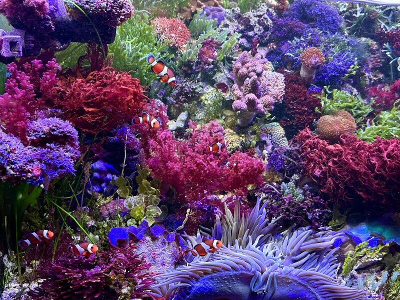 匿名・宅急便】 12/14まで 赤色海藻 セット 紅藻 +褐藻+緑藻 海藻 匿名