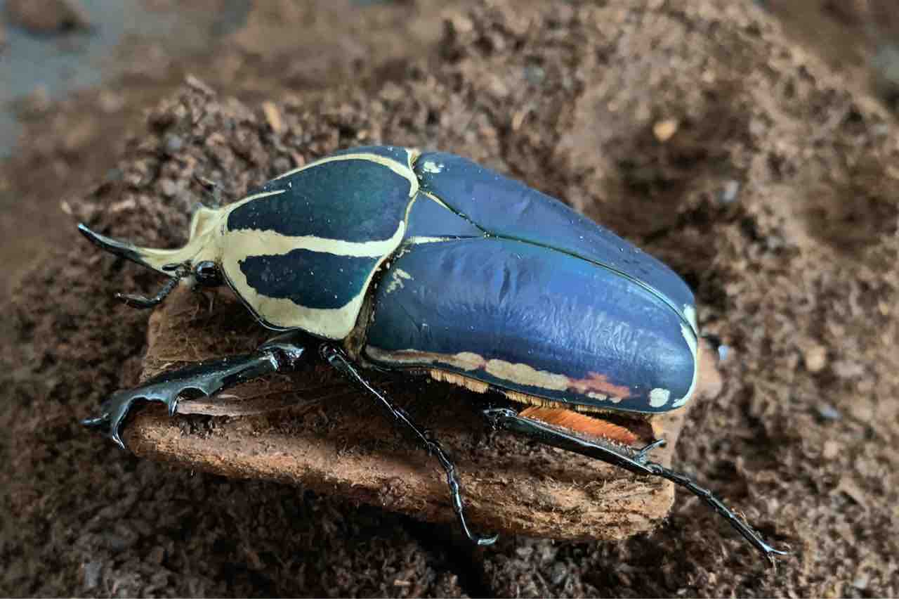 ウガンデンシスオオツノハナムグリ 繭玉確認 : Atelier satoMi