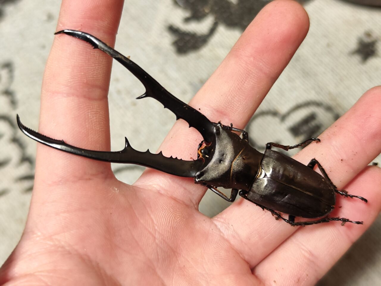 特大メタリフェルホソアカクワガタペレン島