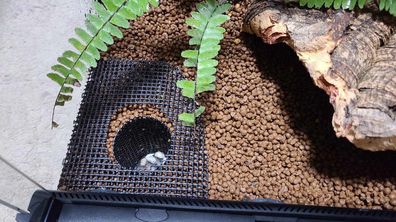 グラステラリウム3030 : トモのイモリ記録