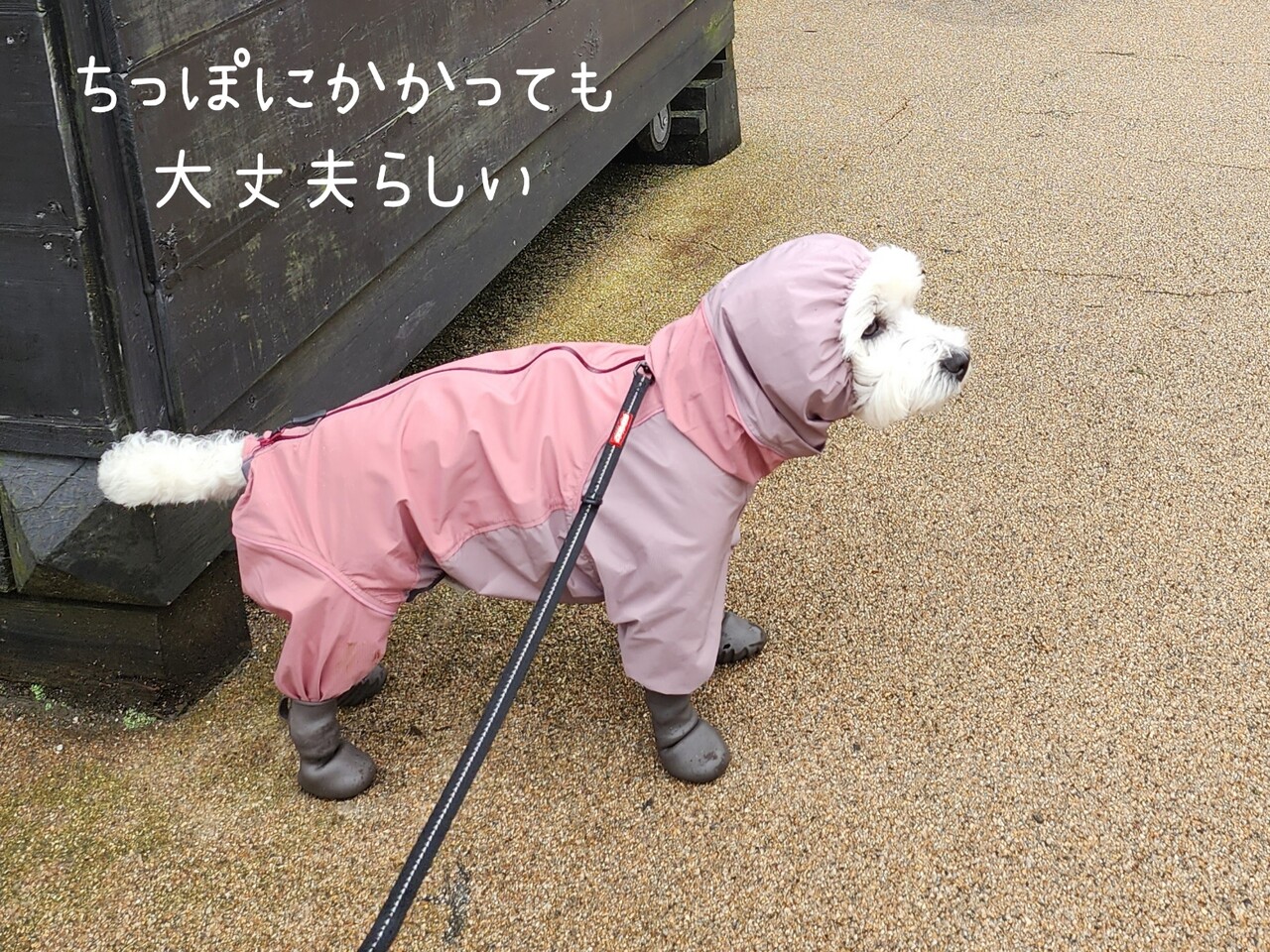 ⭐︎lihn0629ALPHAICON 犬用レインコート ピンク