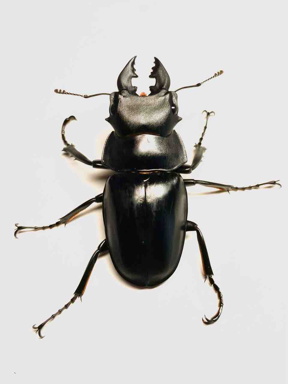 スティーブンスツヤクワガタ(原名亜種)飼育記 : 黒虫農場