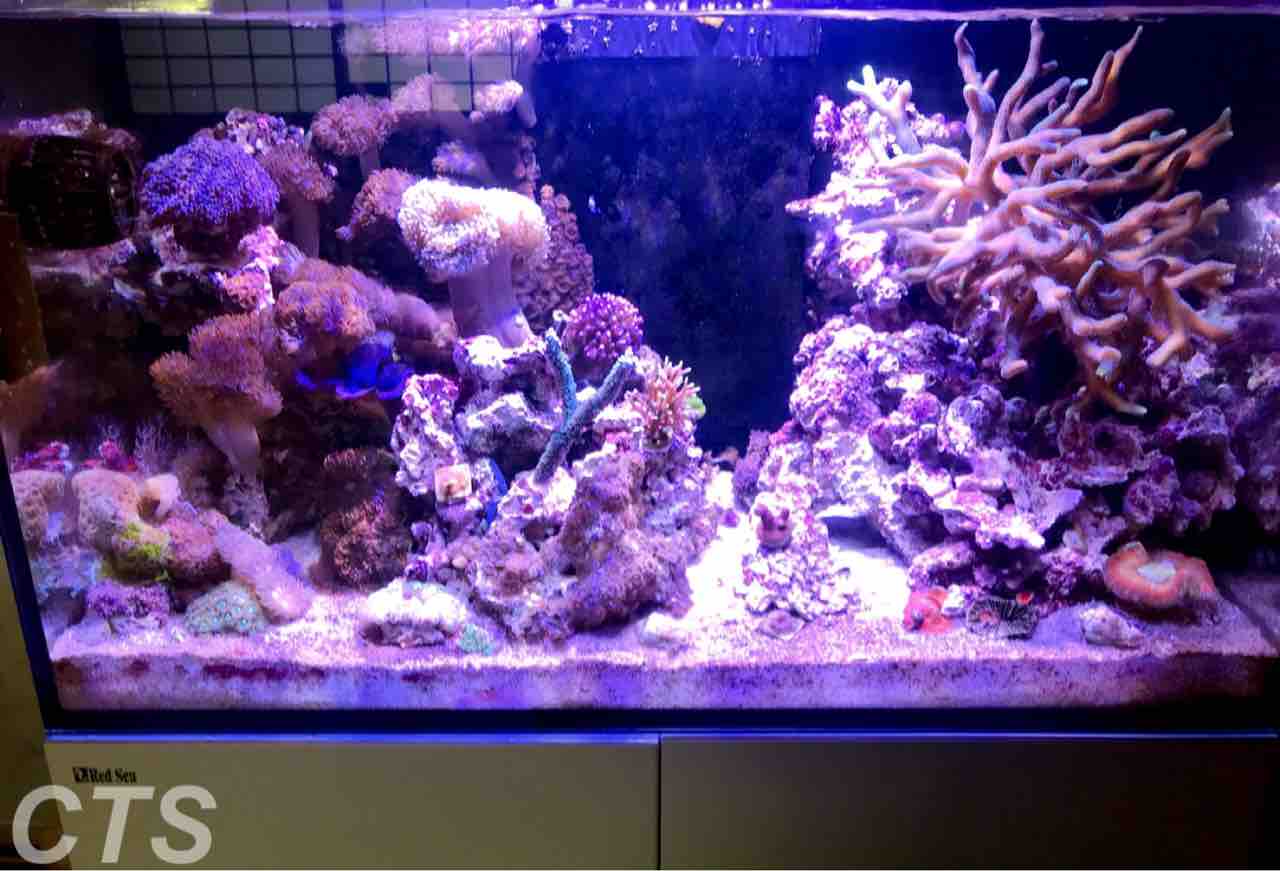 人工ライブロックライブロックレイアウト擬岩(サンゴ、海水魚)