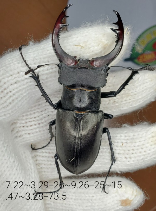 アクベシアヌスミヤマクワガタ野外標本 アクベシアヌスミヤマ 野外品