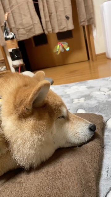 穏やかに寝ている柴犬の真横を駆け抜けていく影 : 柴犬どんぐり三毛猫