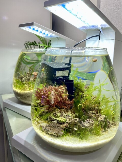 GEX AQUARIUM グラスアクア PERCO ペルコ T-WH ≪人気≫【観賞魚飼育