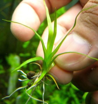 Eriocaulon.sp.parkeri ホシクサsp parkeri 水上株 Eriocaulon.sp