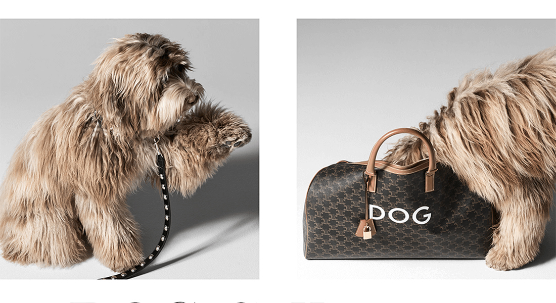 エディ・スリマンが愛犬のためにデザインした CELINE のドッグ