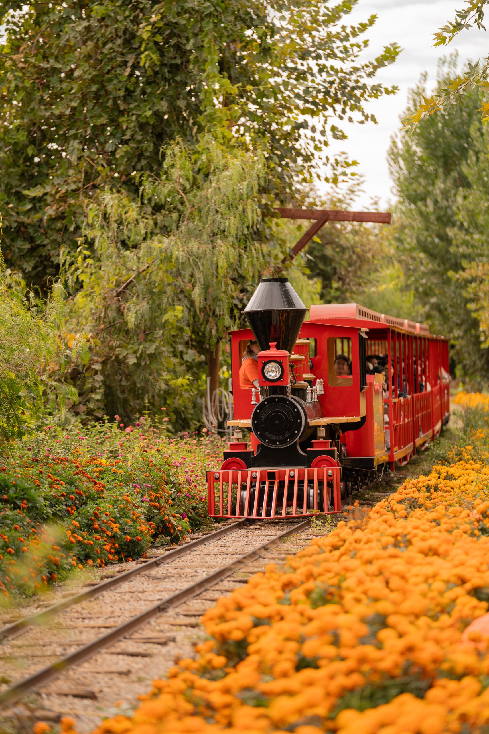 Big Train | Live Oak Canyon Pumpkin Patch & Christmas Tree Farm