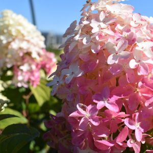 Gifts from the Garden - Loma Vista Nursery