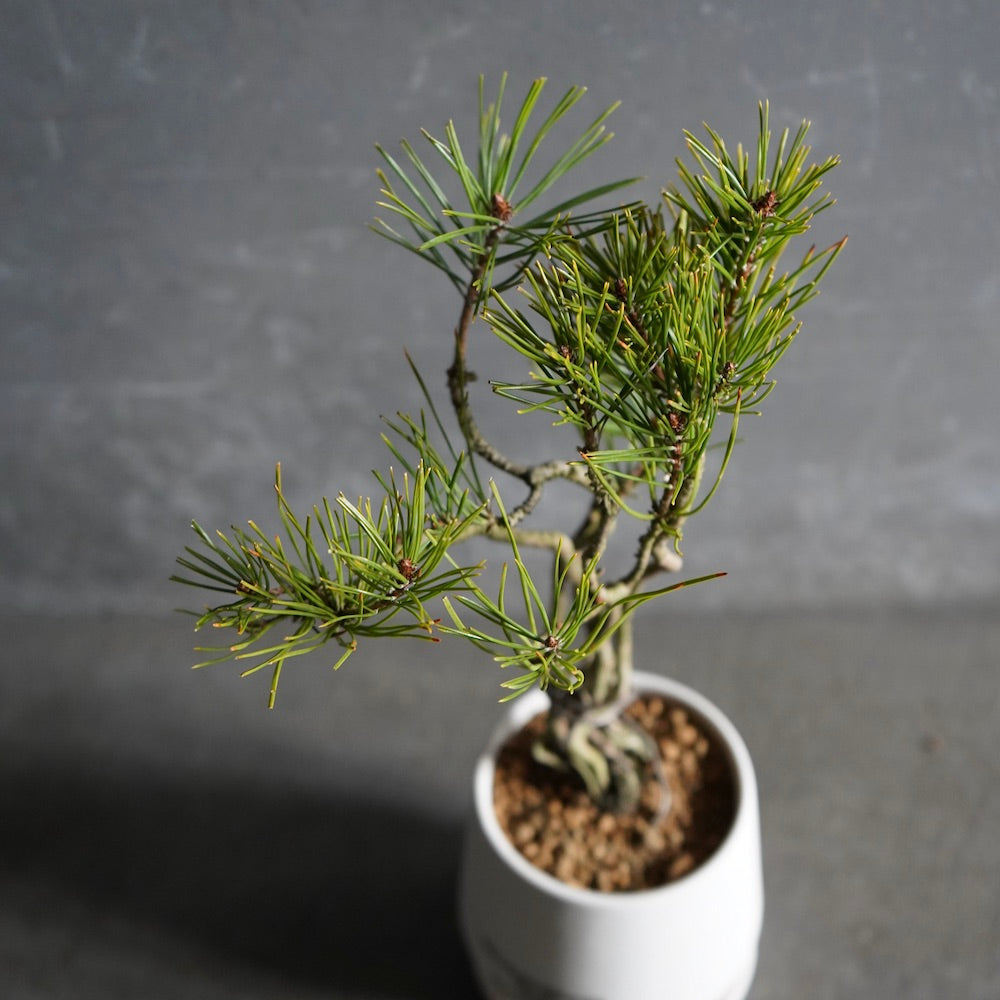 在銘あり ミニ盆栽に最適 和風インテリア 盆栽 盆栽用添景物 ミニ盆栽