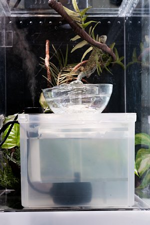 レビルウォーターサーバーPLUS【レビルクイーン】樹上生物の水飲み