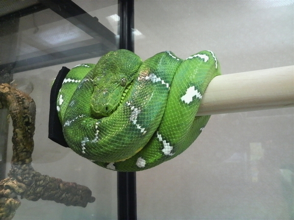 エメラルドツリーボア - アニマルまめお