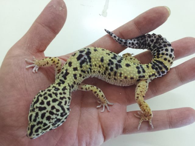 ハイイエロー レオパのあみぐるみ レオパードゲッコー - あみぐるみの