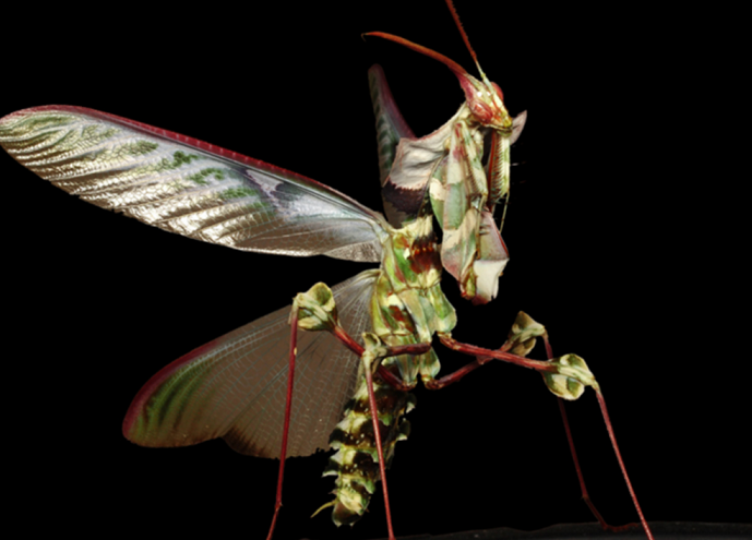 マオウカレハカマキリ雄 立体標本 魔王枯葉 マオウカレハカマキリ雄