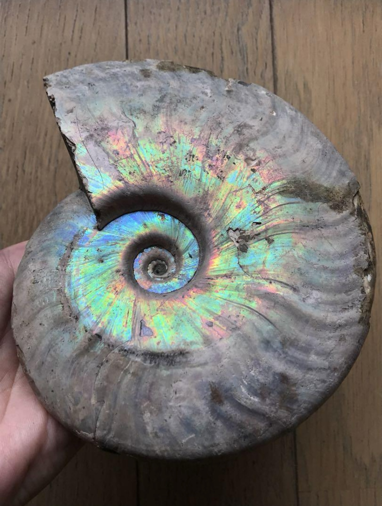 マダガスカル産 アンモナイト化石青（クリオニセラス）大サイズ | 虹色