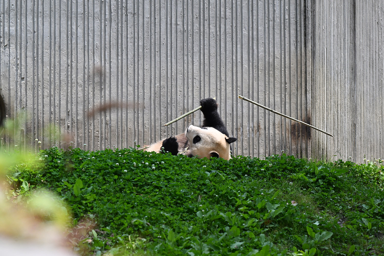 今日のパンダ（3871日目）