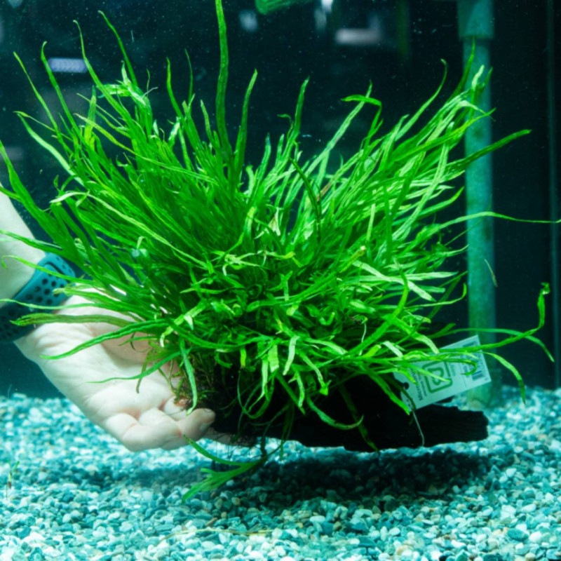 ミクロソリウム本ナロー 大株 流木付き 水草 ミクロソリウム ナロー