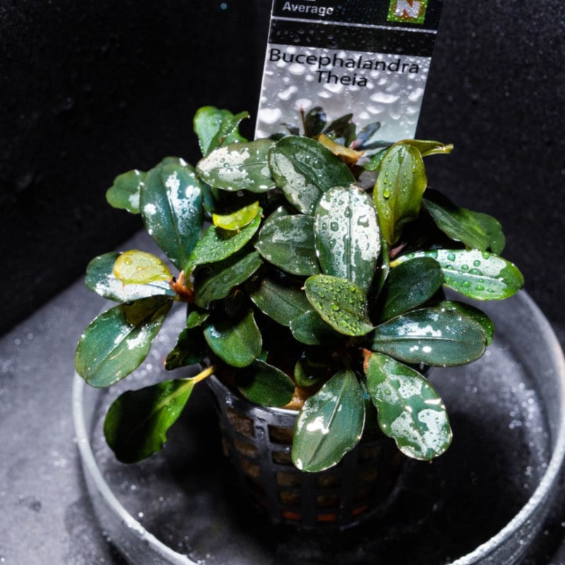 ブセファランドラ バライカランガン TB便