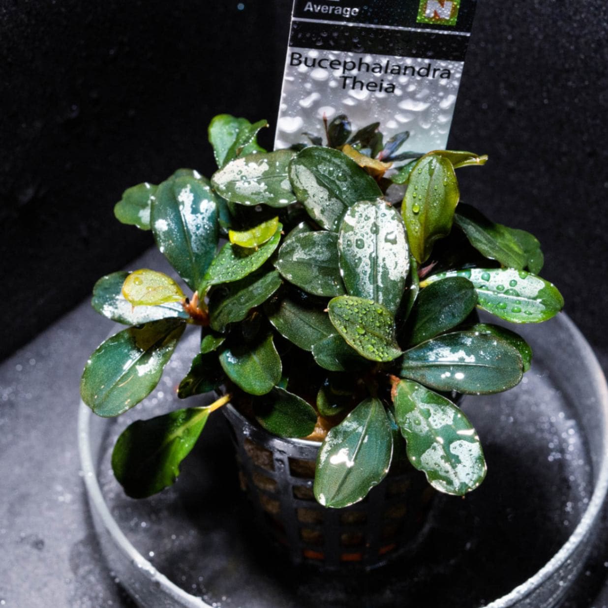 KEN010様専用【 HW便】Bucephalandraセット - メルカリ 【 HW便