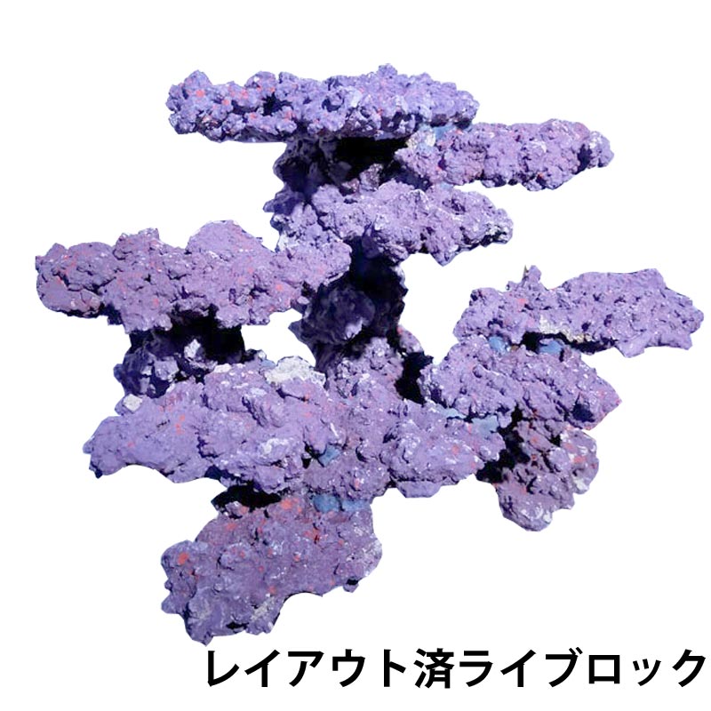 人工ライブロック レプリカ 60cm以上海水水槽用 多孔質 レプリカライブ