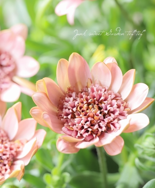 ゲブラ・ナガトヨ】 八重咲きオステオスペルマム 『桜子』 | すべての