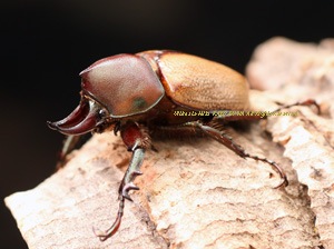 2015年WILDからの 南米ブラジル 最高峰!! 超美麗種 コルニゲラヒナ