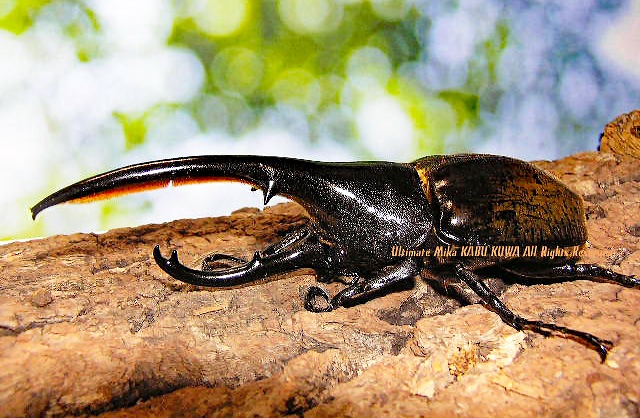 累代継続中・稀少な亜種!! 2019年9～10月孵化 ヘラクレス・ブリュゼニ