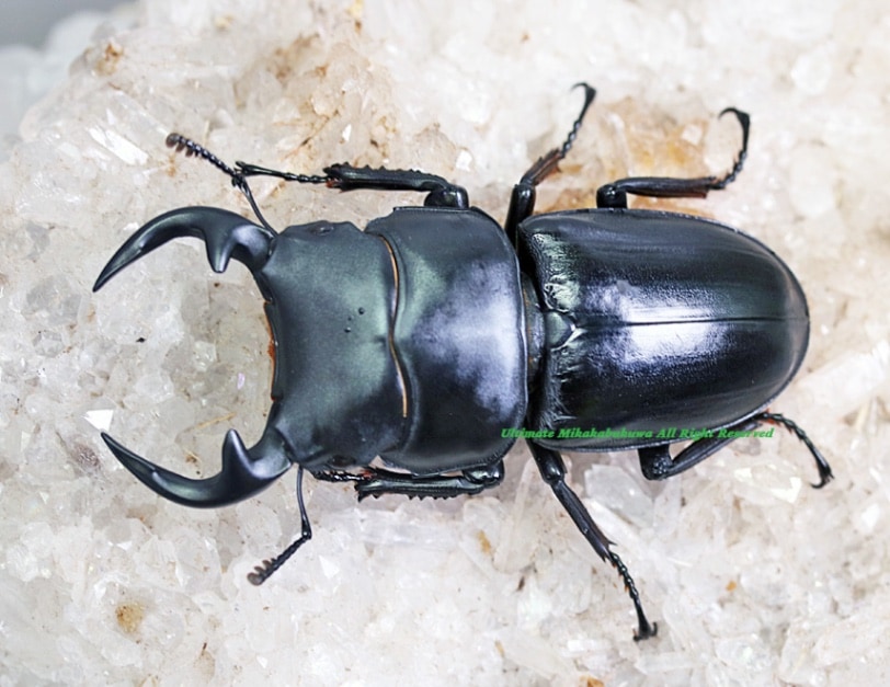 ラオス切手 甲虫 昆虫 王国 1968 全5種 NH オオルリ玉虫 ລາວラーオ