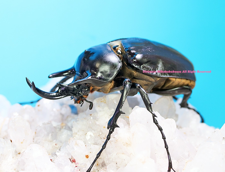 2024,12/5,6 新着WILD 南米ペルー便 最高峰!!レックスゾウカブト No,1