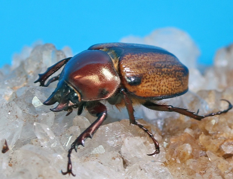 ブラジル産マエネルヘイミカラカネヒナカブト31mm