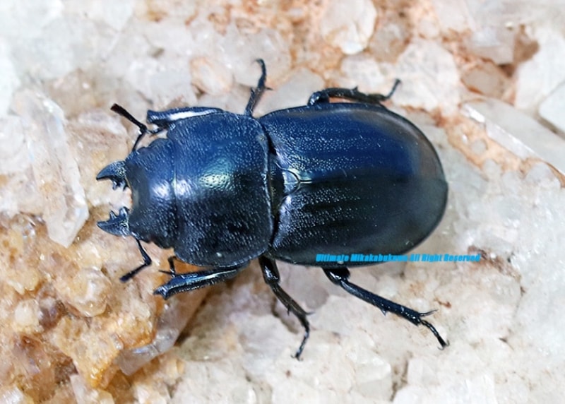 2025,3/10新着WILD Limited Luxury Ultimate 1 世界最高峰&日本初入荷