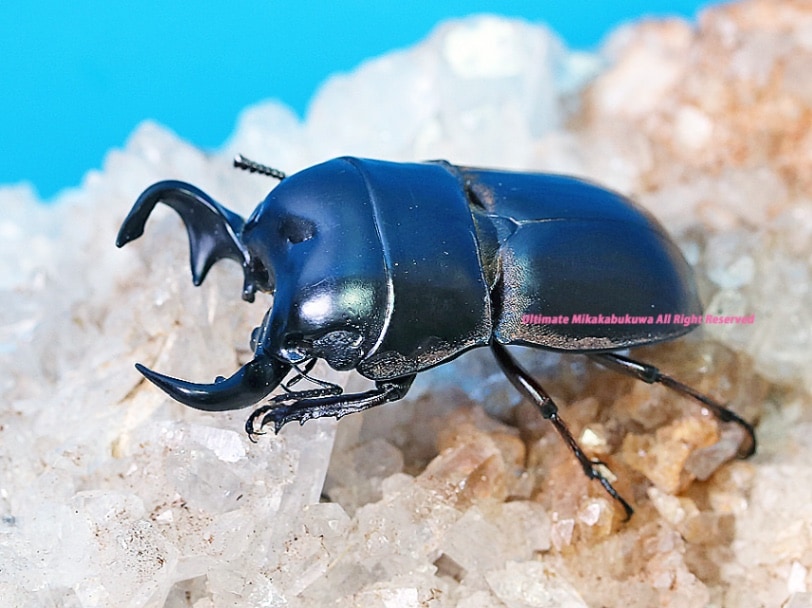 週末限定特価！イイジマゾウカブト♂野外標本 週末限定特価！イイジマ