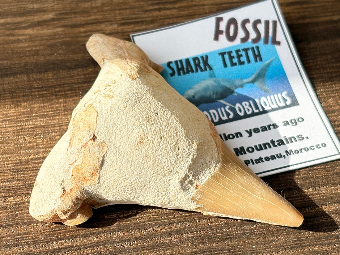 モロッコ産 オトドゥス (サメの歯) 化石 / Otodus Obliquus Fossil