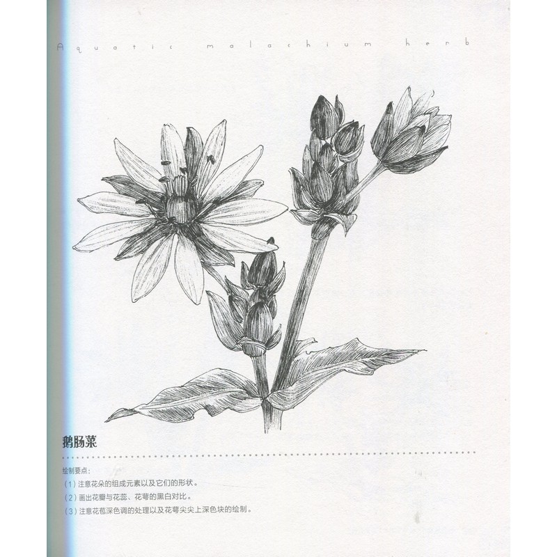 黒白花意 87本の鉛筆花絵 大人の塗り絵/黑白花意 笔尖下的87&