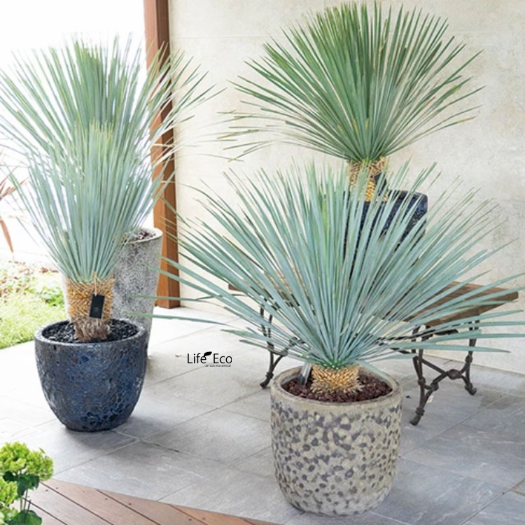 植木鉢 釉薬陶器製 大型 ボルカーノ トールラウンド Mホワイト（白