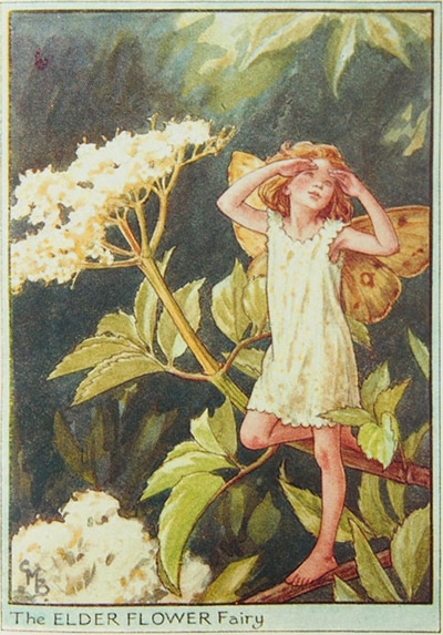シシリー・メアリー・バーカー 挿画本「花の妖精・木」 | | アトリエ