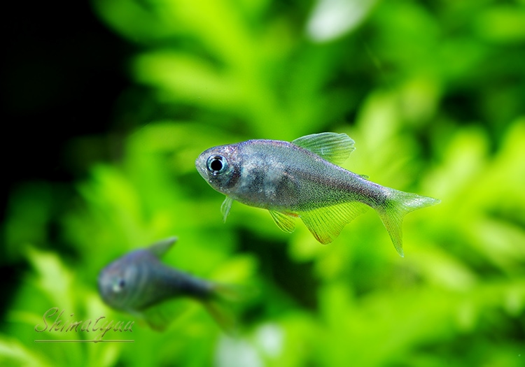 熱帯魚】 コバルトグリエミィテトラ “アラグアイア” WILD 3匹 | 熱帯魚