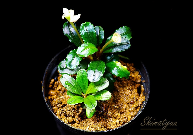 一点物 Bucephalandra sp. Mini Phantom 大株 2020.10 No.42 | 水草