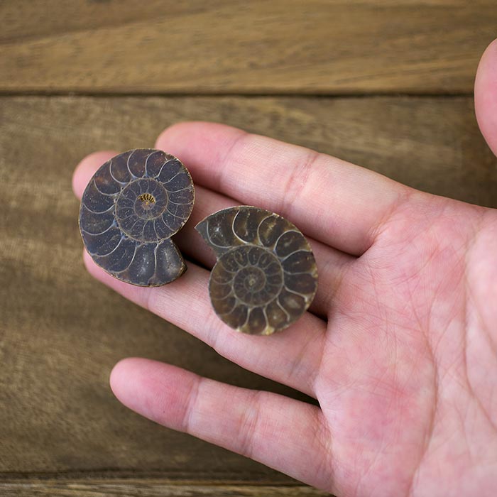 在庫限り】アンモナイト（化石）横穴 左回り/ブラックS | ・天然石