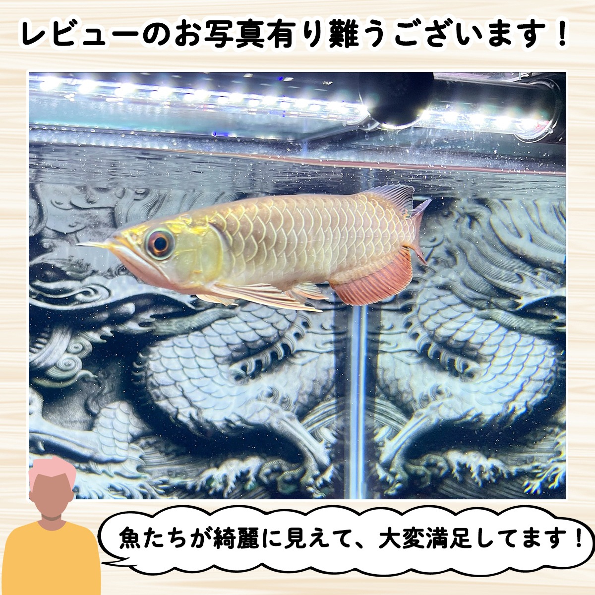 一瞬で綺麗に魅せる！金龍の青を最大限に強調する水中LEDライト