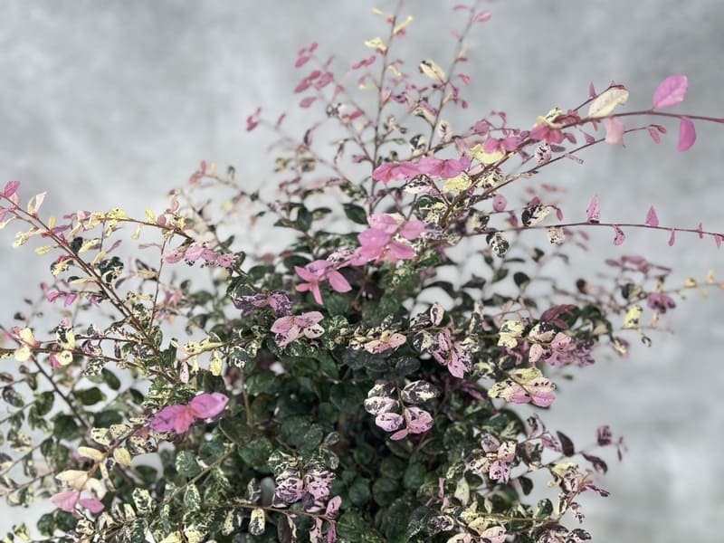 ヴァイス 多種多彩 サリー SP ヴァイスシュヴァルツ 多種多彩 サリー SP