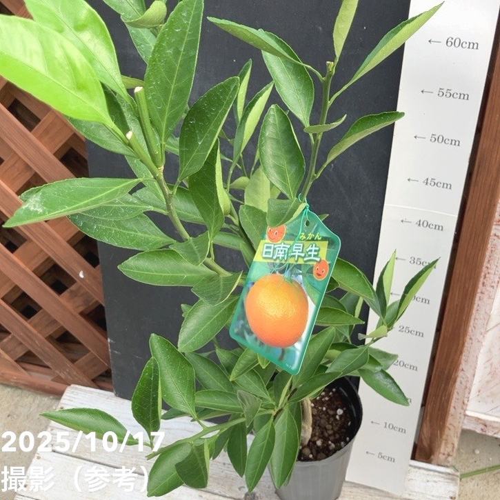 みかん 日南早生 4号ロングポット 1年生苗｜柑橘｜果樹04-PA | 果樹