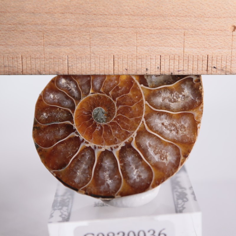 マダガスカル産 アンモナイト（カット＆磨き） | 鉱物標本,その他の