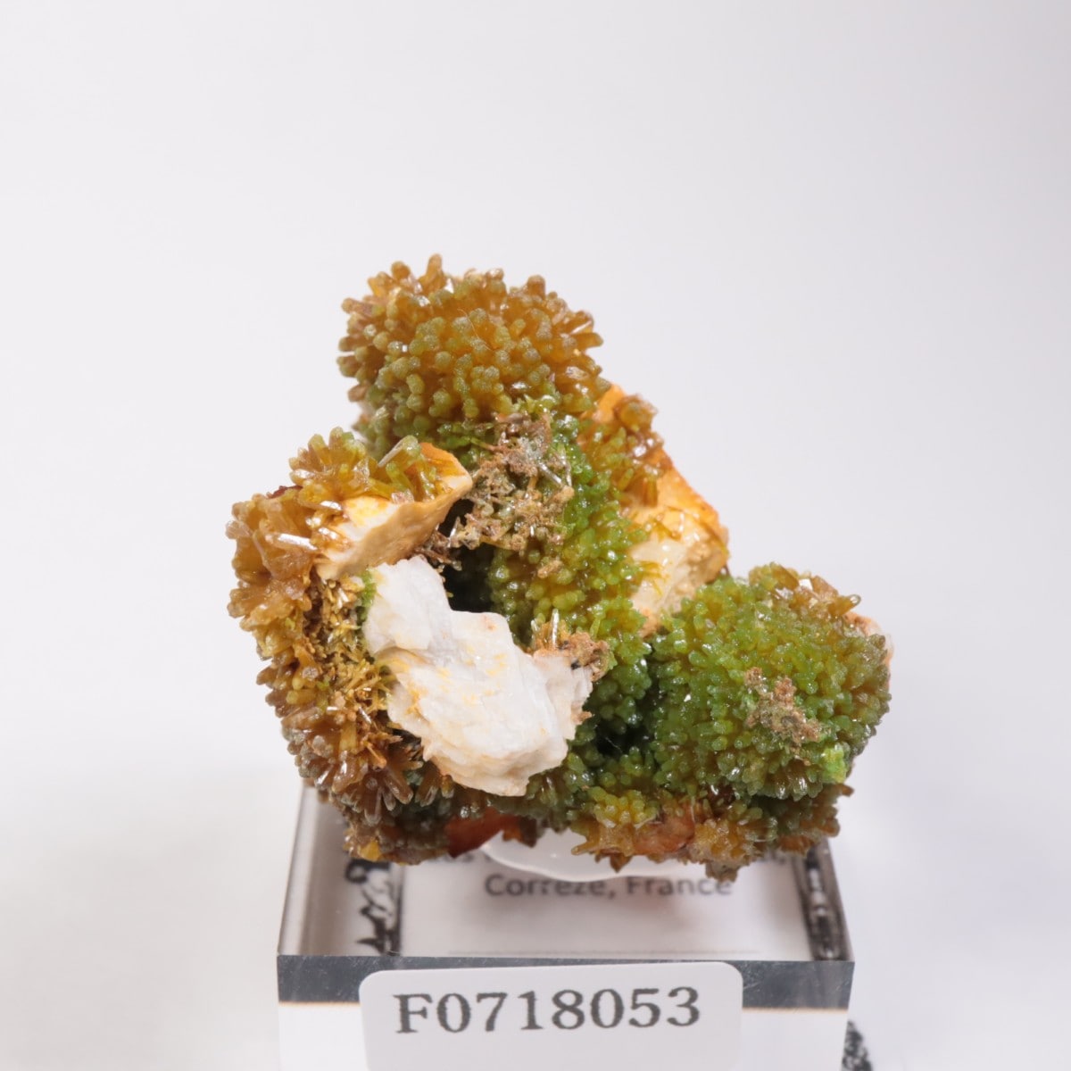 フランス産 パイロモルファイト（緑鉛鉱） | 鉱物標本,ハ行,パイロモル