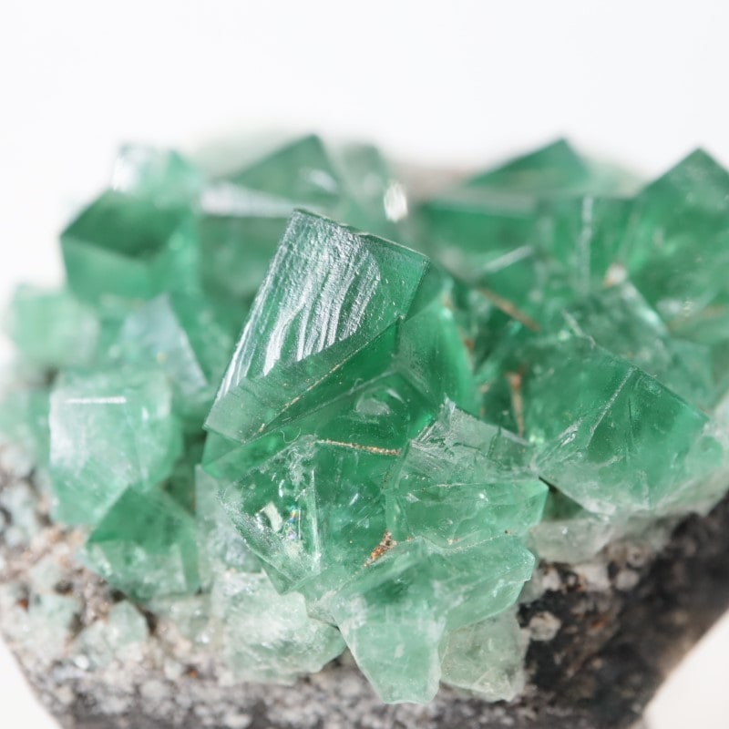 Honey Bear Pocket フローライト 【公式通販】