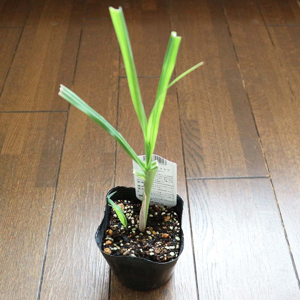 和三盆サトウキビ(竹糖)【果樹苗 10.5cmポット】｜ 【植物の
